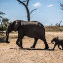 TZA MAR SerengetiNP 2016DEC24 SeroneraWest 006 : 2016, 2016 - African Adventures, Africa, Date, December, Eastern, Mara, Month, Places, Serengeti National Park, Seronera, Tanzania, Trips, Year